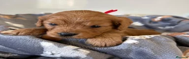 Cavapoo Puppy 3