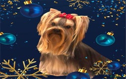 Yorkshire Terrier dogs for sale: Beautiful Pedigree Yorkshire Terrier puppies. - Advert 10