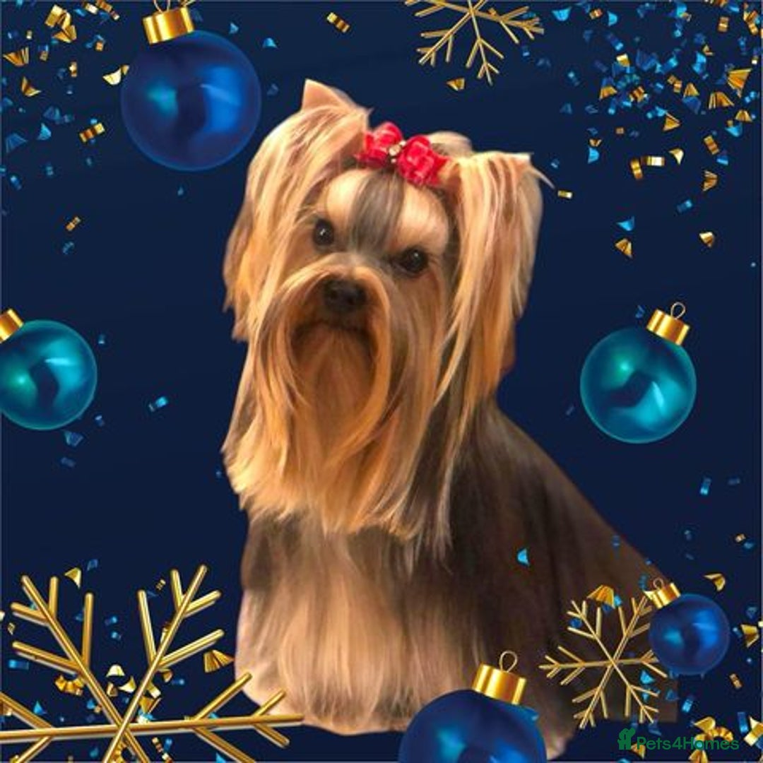 Yorkshire Terrier dogs for sale: Beautiful Pedigree Yorkshire Terrier puppies. - Advert 10