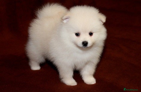 Pomeranian dogs loving Pomeranian girl - Advert 1