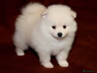 Pomeranian dogs loving Pomeranian girl - Advert 1