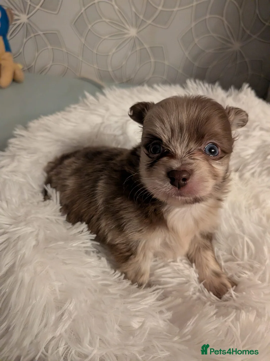 Pomchi dogs for sale: Beautiful Pomchi Puppies Loving 🏠 Reared Litters - Advert 4