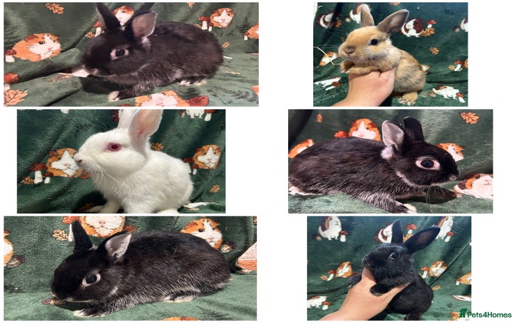 Netherland Dwarf rabbits - Advert 1