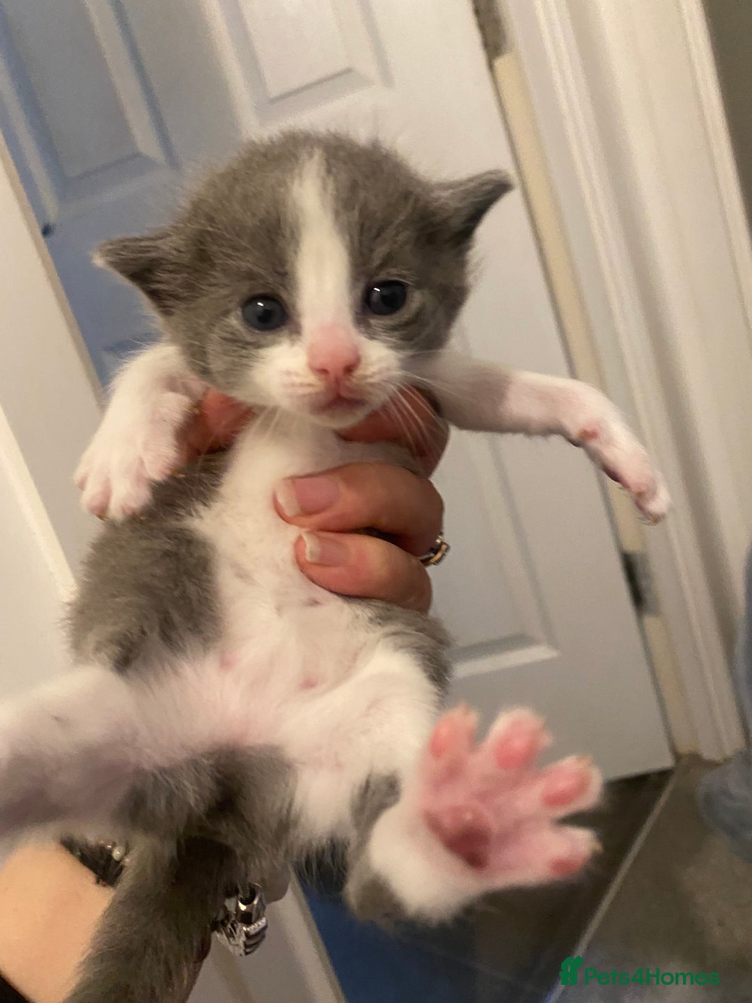 Mixed Breed cats for sale: Beautiful fluffy kittens - Advert 9