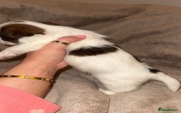 Shih Tzu dogs for sale:  Shih Tzu puppies 1 boy left! - Advert 6