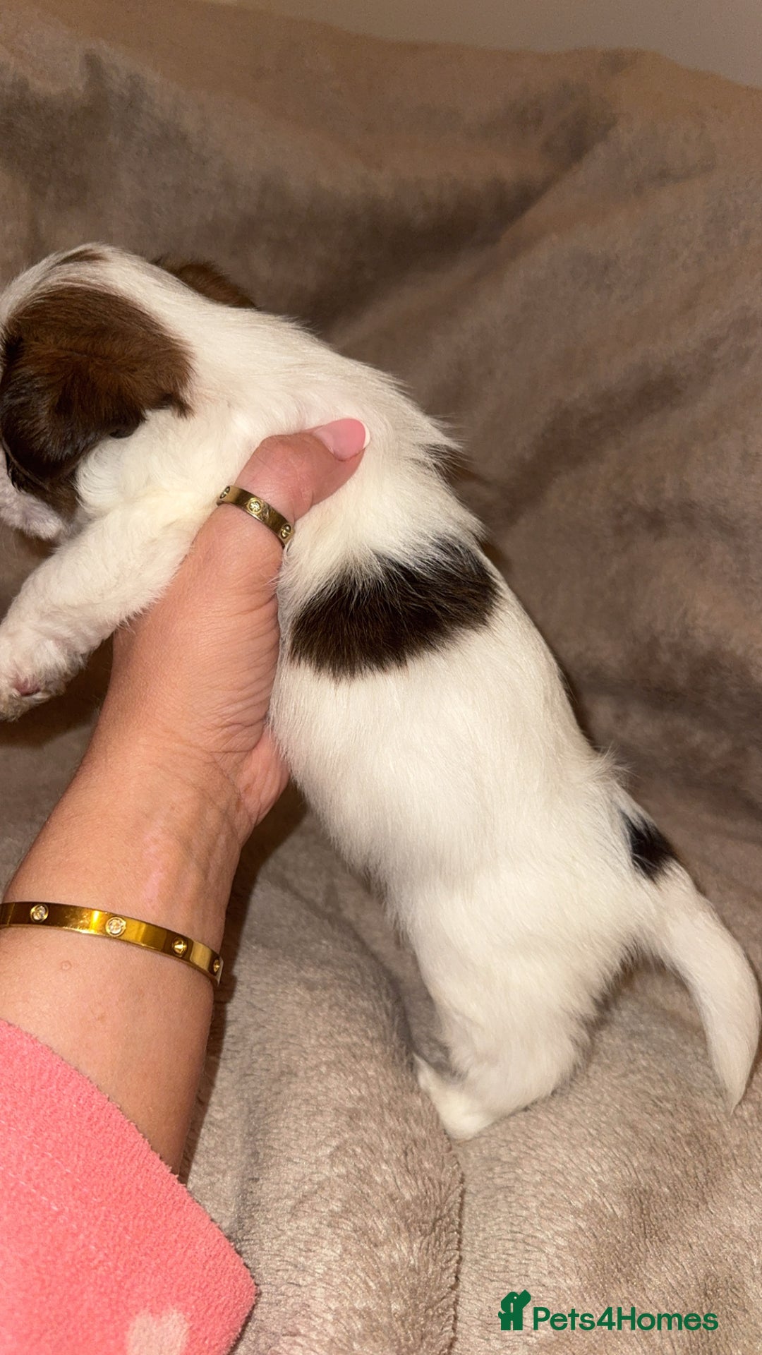 Shih Tzu dogs for sale:  Shih Tzu puppies 1 boy left! - Advert 6