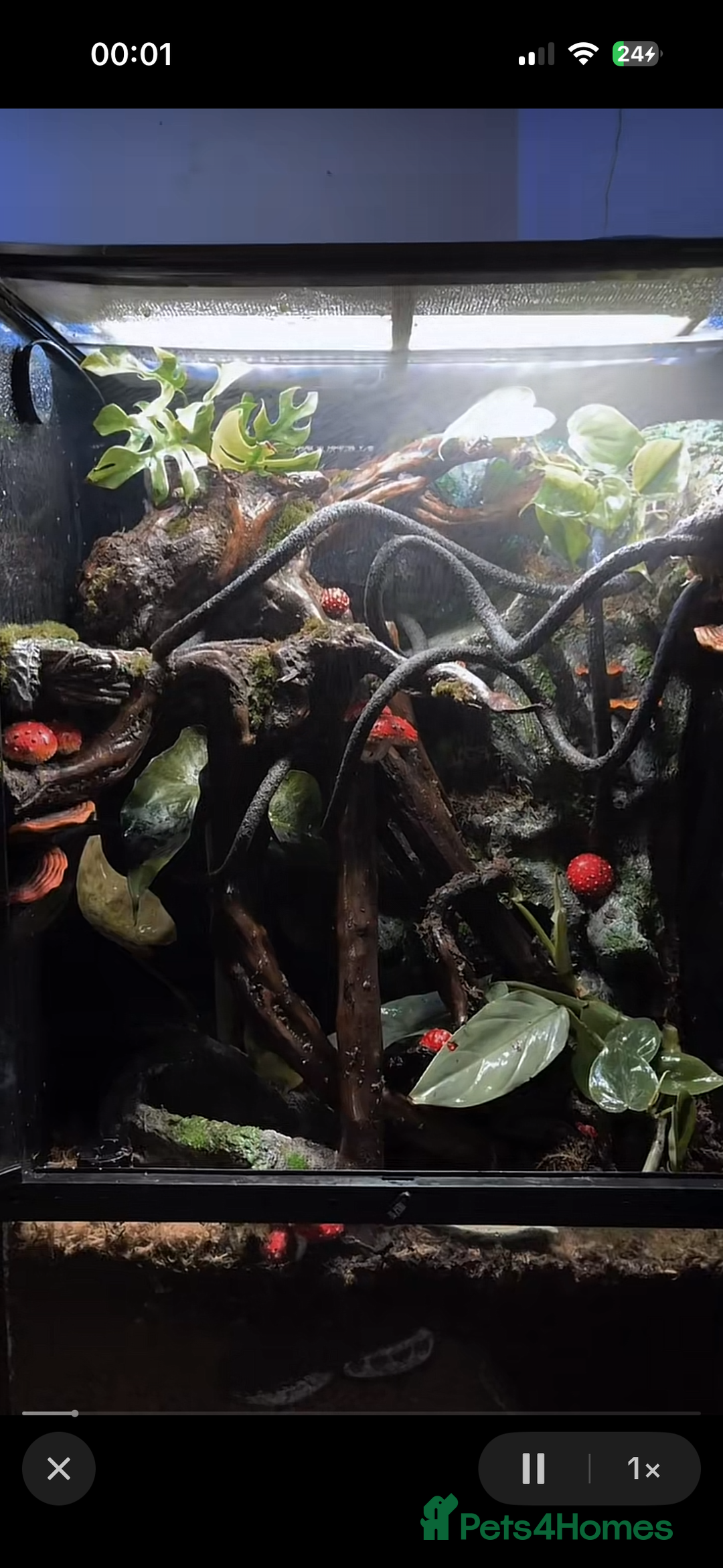 Gecko reptiles for sale: Exo terra 60x45x90 + trio of crested geckos  - Advert 8