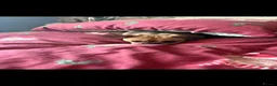 Mixed Breed dogs for sale: Dog for sale - Advert 2