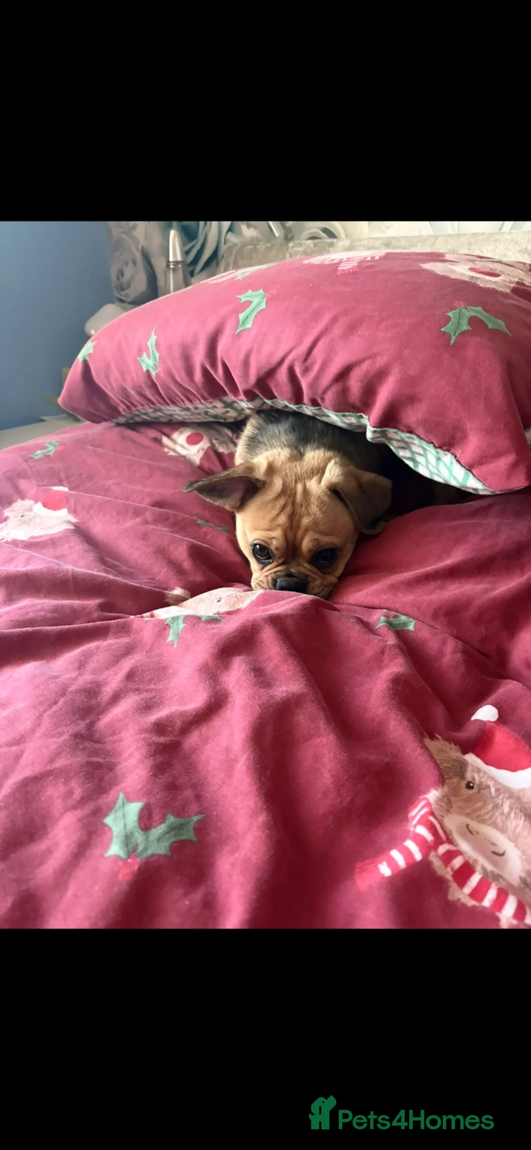 Mixed Breed dogs for sale: Dog for sale - Advert 2