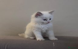 Ragdoll cats for sale: Stunning Ragdoll kittens for sale - Image 5