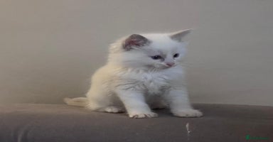 Ragdoll cats - Advert 11