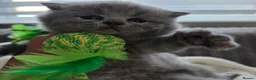 British Shorthair cats for sale: BEAUTIFUL BRITISH SHORTHAIR KITTENS  - Advert 25