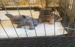 French Bulldog dogs for sale: Beautiful French bulldog puppies  - Image 22