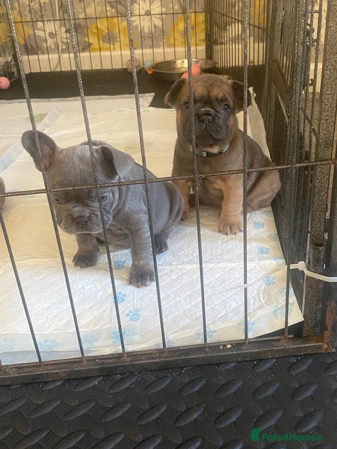 French Bulldog dogs for sale: Beautiful French bulldog puppies  - Image 22