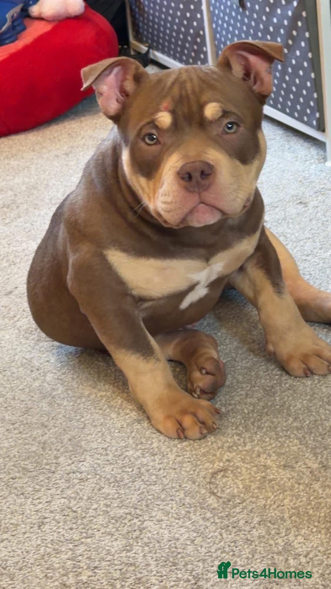 American Bully dogs Pocket American bully - Advert 1