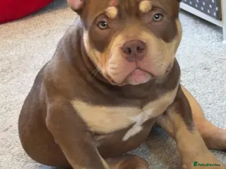 American Bully dogs Pocket American bully - Advert 1