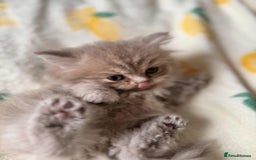 British Longhair cats for sale: British long hair kittens - Image 16