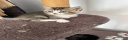 British Shorthair cats for sale: 🐱❤️ Beautiful Kittens Looking for Loving Homes! in Surbiton - Advert 8