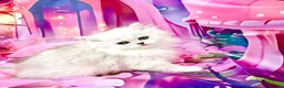 Persian cats for sale: Stunning silver chinchilla boy last one ready now  - Advert 2