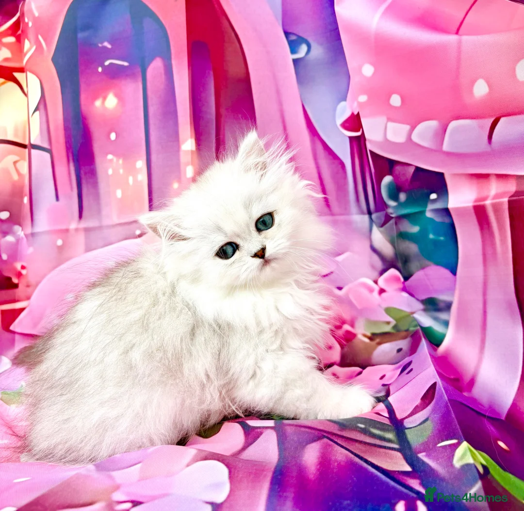 Persian cats for sale: Stunning silver chinchilla boy last one ready now  - Advert 2