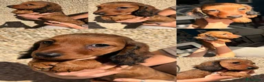 Miniature Dachshund Puppy 1