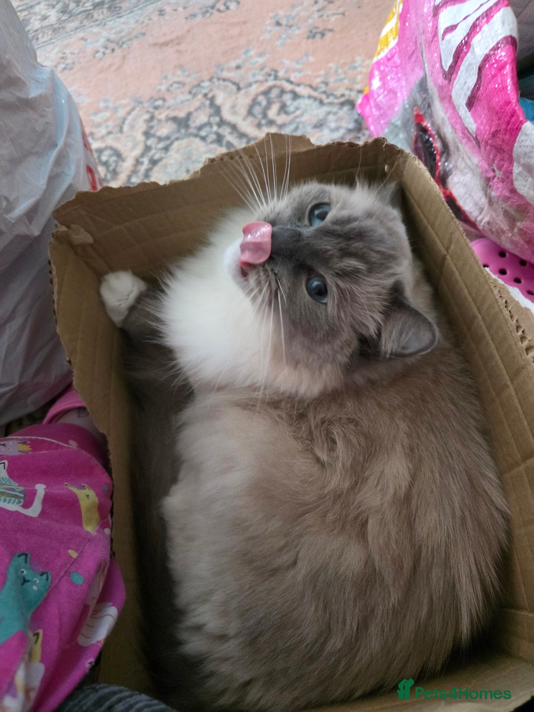 Ragdoll cats for sale: Beautiful Loving Boy - Advert 9