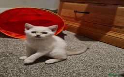 British Shorthair cats for sale: Stunning  GCCF Bred British Shorthair kittens - Image 5