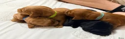 Cockapoo dogs for sale: Cockapoo f1b  in Lincoln - Advert 5