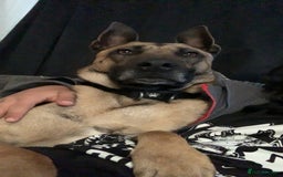 Belgian Shepherd Dog dogs for sale: Belgian Malinois - Image 2