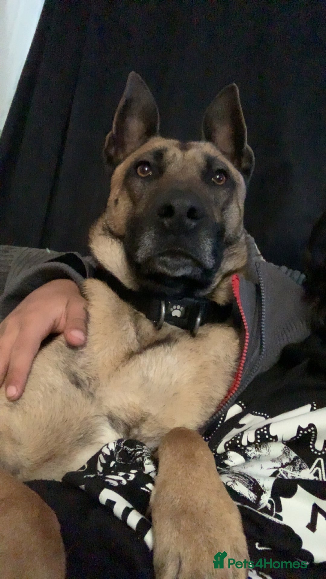 Belgian Shepherd Dog dogs for sale: Belgian Malinois - Image 2