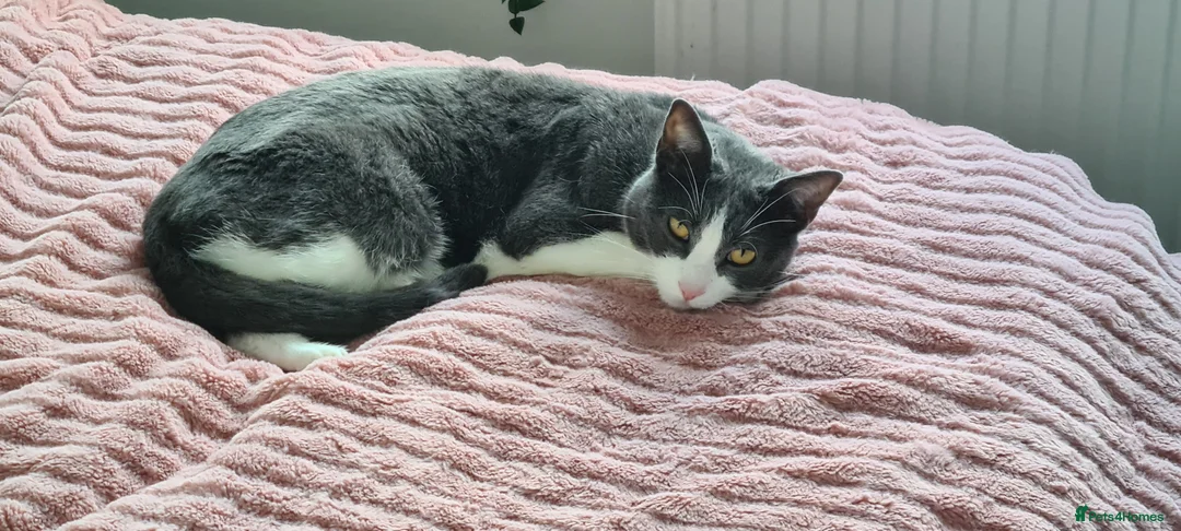 Mixed Breed cats for sale: Juno 7 years old - Advert 22