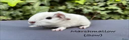 Guinea Pig rodents for sale: Gorgeous baby guinea pigs  - Advert 8