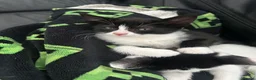 Mixed Breed cats for sale: Kittens for sale READY TO GO NOW  - Advert 2