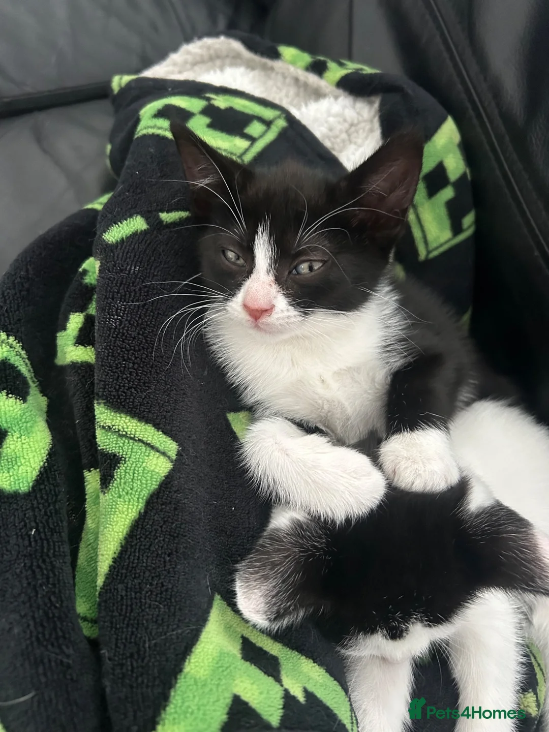 Mixed Breed cats for sale: Kittens for sale READY TO GO NOW  - Advert 2