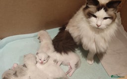 Ragdoll cats for sale: GCCF active registered female, championship bl  in Leyland - Image 7