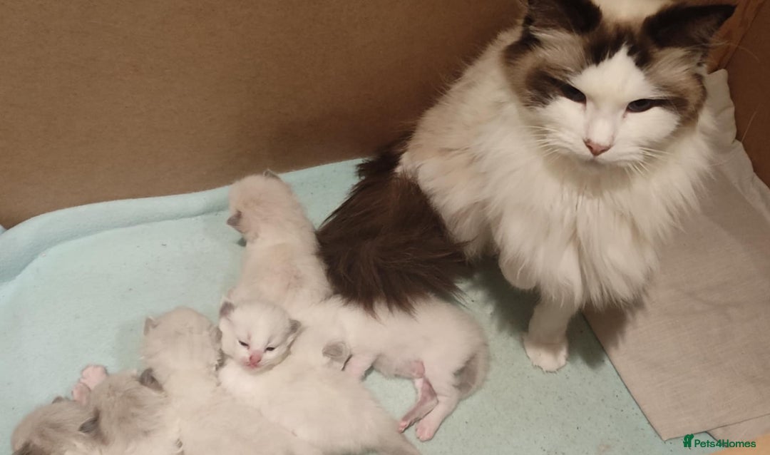 Ragdoll cats for sale: GCCF active registered female, championship bl  in Leyland - Image 7