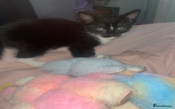 Mixed Breed cats for sale: Male kitten - Image 3