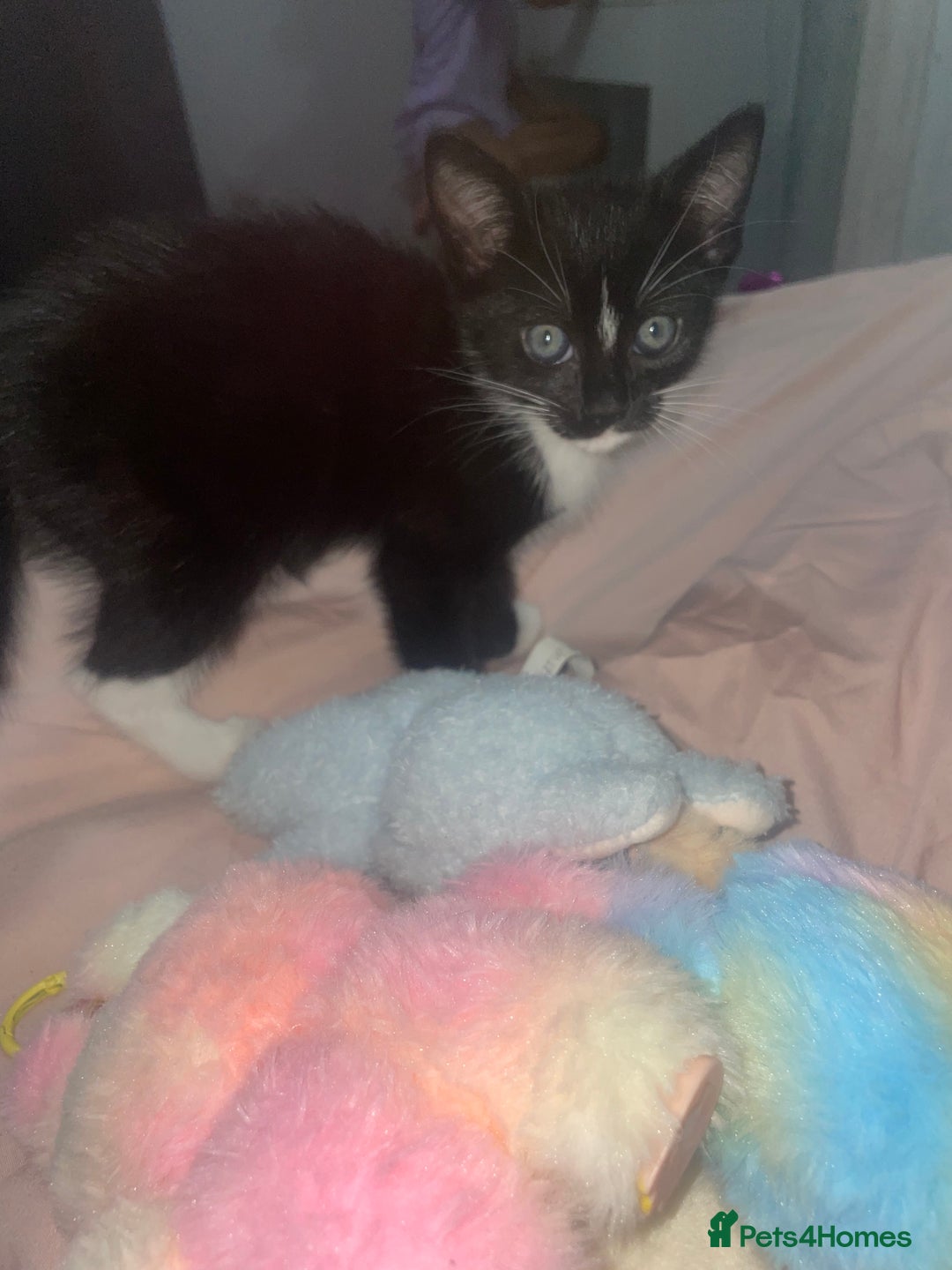 Mixed Breed cats for sale: Male kitten - Image 3
