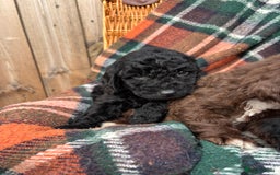 Cockapoo dogs for sale: Cockapoo Puppies  - Image 8