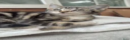 European cats for sale: Female tabby kitten - Advert 2