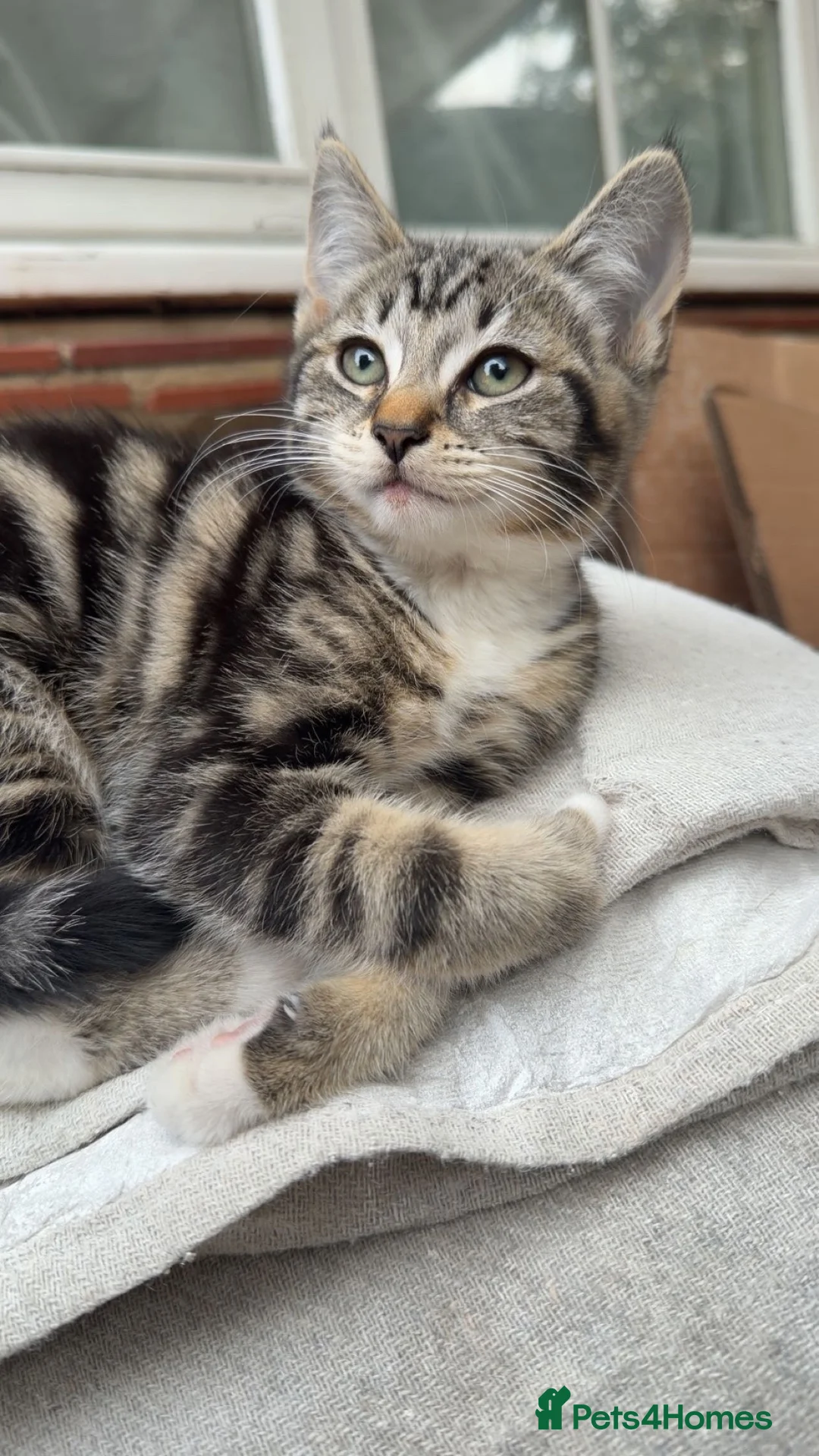 European cats for sale: Female tabby kitten - Advert 2