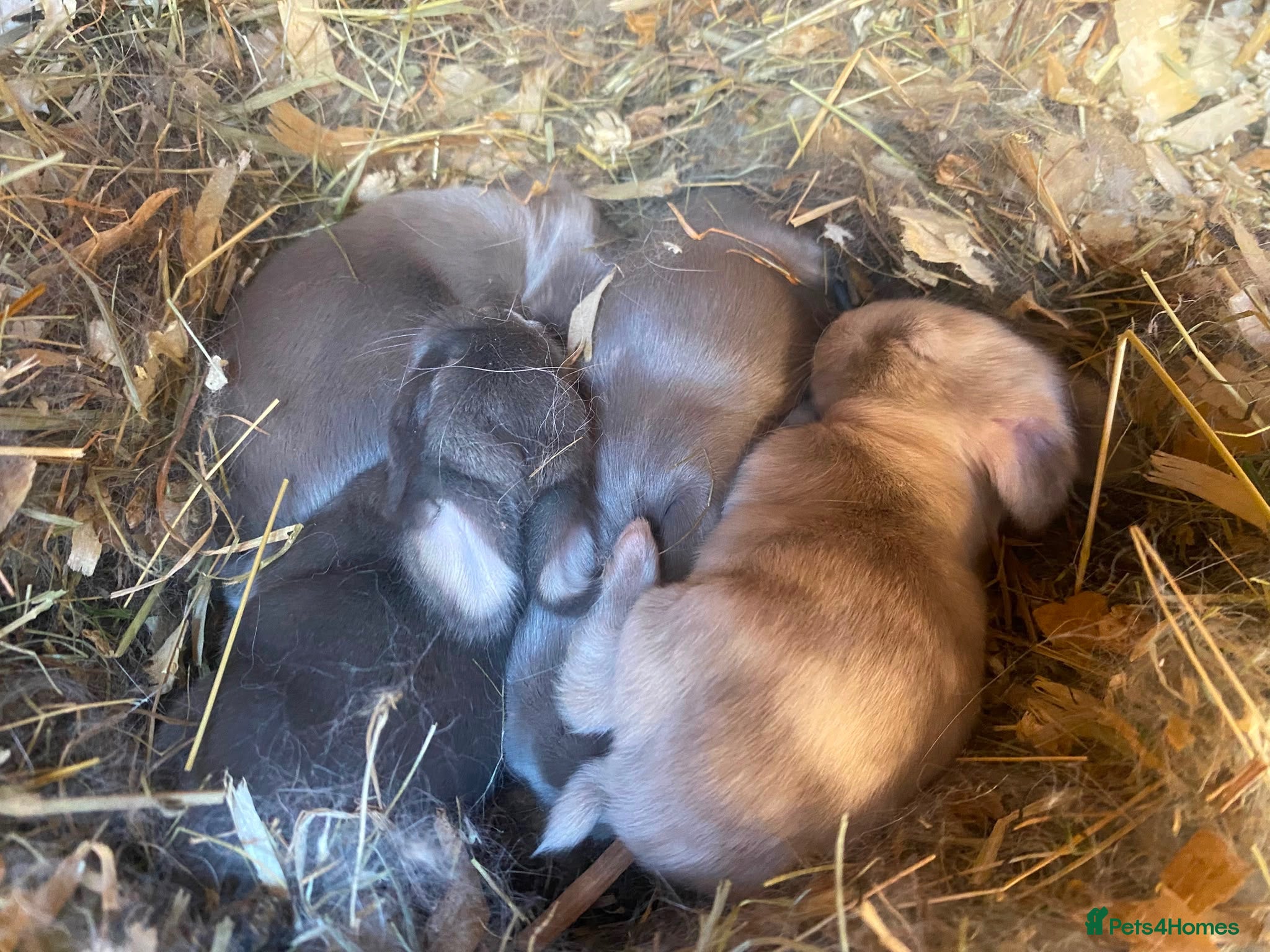 Mini Lop rabbits Mini lops Est since 2014   - Advert 1