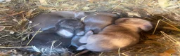 Mini Lop rabbits for sale: Mini lops Est since 2014   - Advert 1