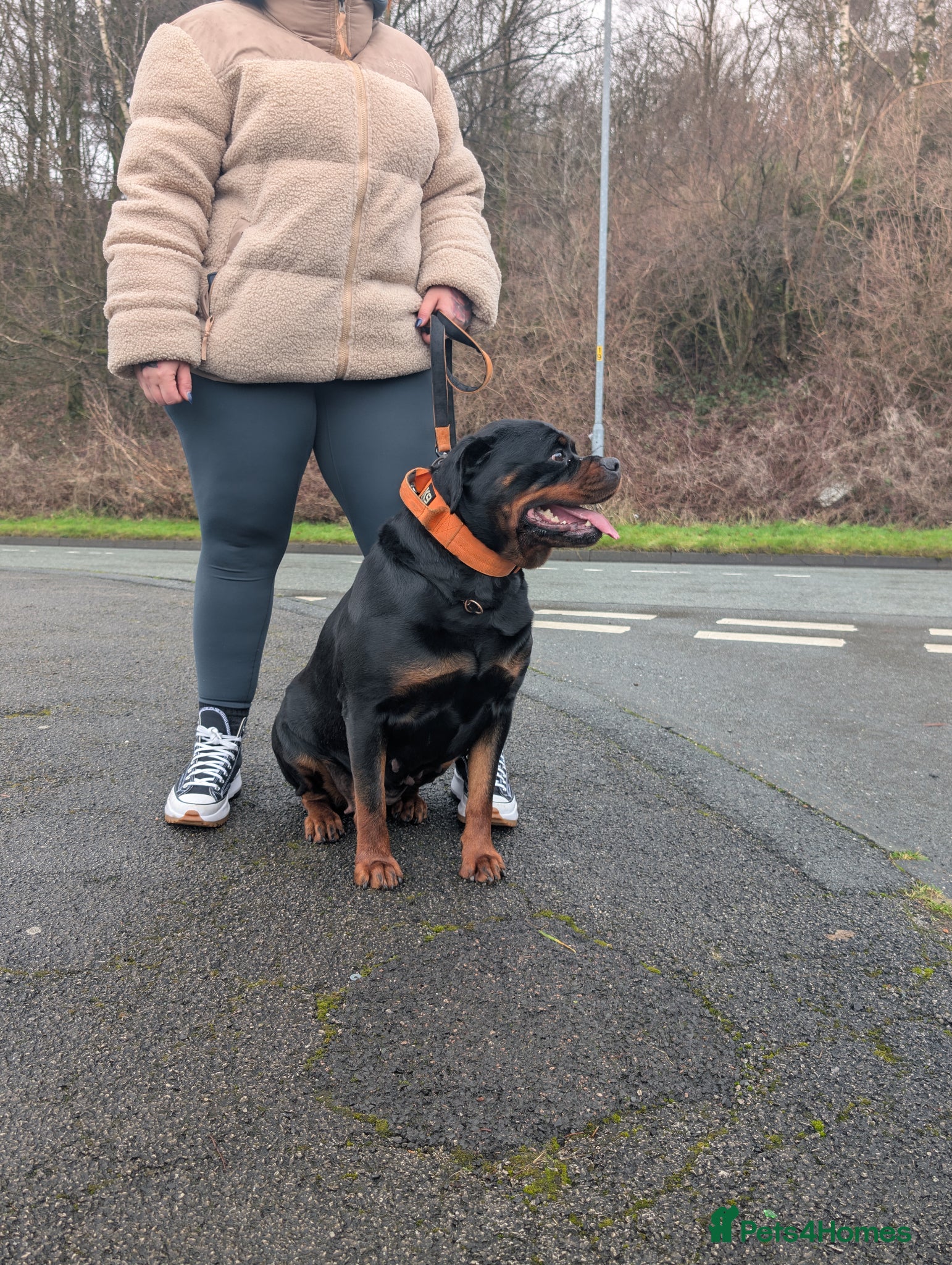 Rottweiler dogs for sale: Female Rottweiler pup for sale  - Advert 17