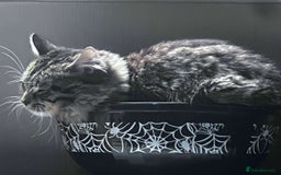 Mixed Breed cats for sale: Tabby long haired female mixed breed cat - Image 5