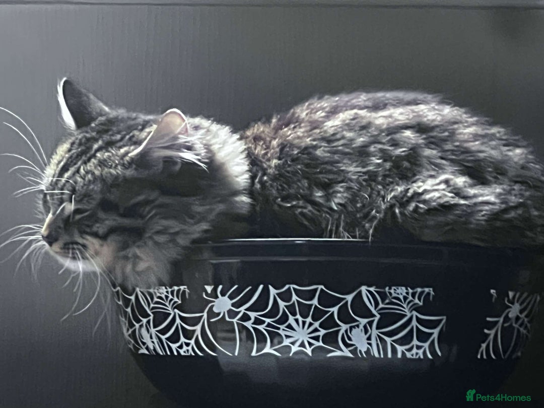 Mixed Breed cats for sale: Tabby long haired female mixed breed cat - Image 5