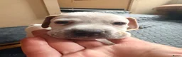 Pointer dogs for sale: Gorgeous English Pointer Puppies - Advert 20