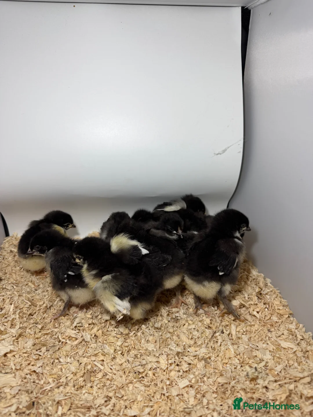 Chickens poultry for sale: FRENCH COPPER MARANS,USA Bearded silkies,Brahmas - Advert 2