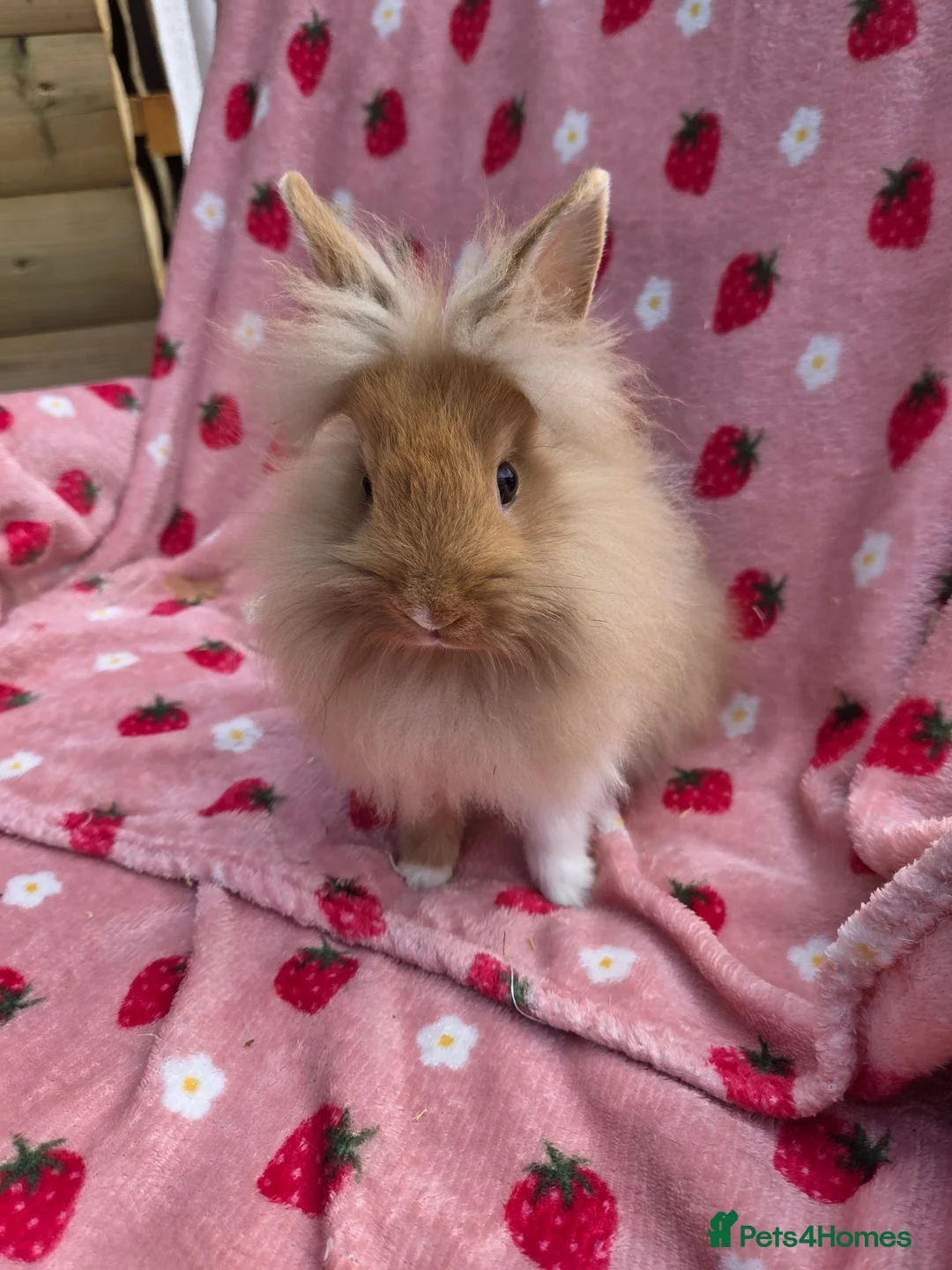 Lionhead rabbits for sale: Very very tame lion head  boy 11 weeks - Advert 11