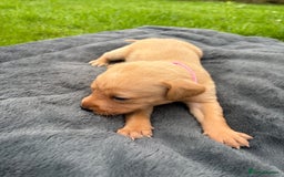 Labrador Retriever dogs for sale: KC Yellow Labradors - Image 9
